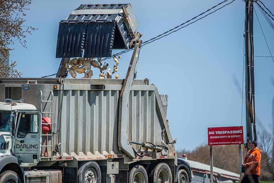 Dead birds being dumped into a disposal truck
