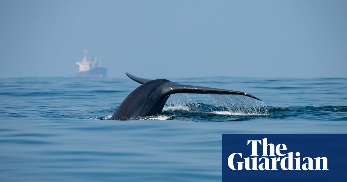 ‘Giant obstacle course’: call to reroute major shipping lanes to protect blue whales