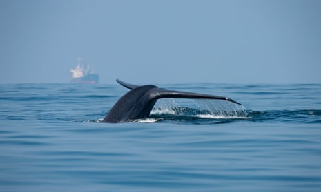 A blue whale's fluke seen above water with a large cargo ship in the background