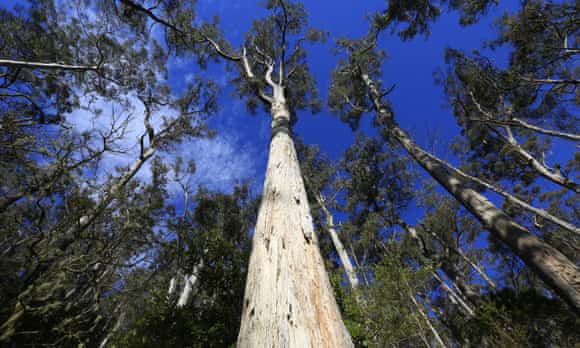 A towering white gum forest