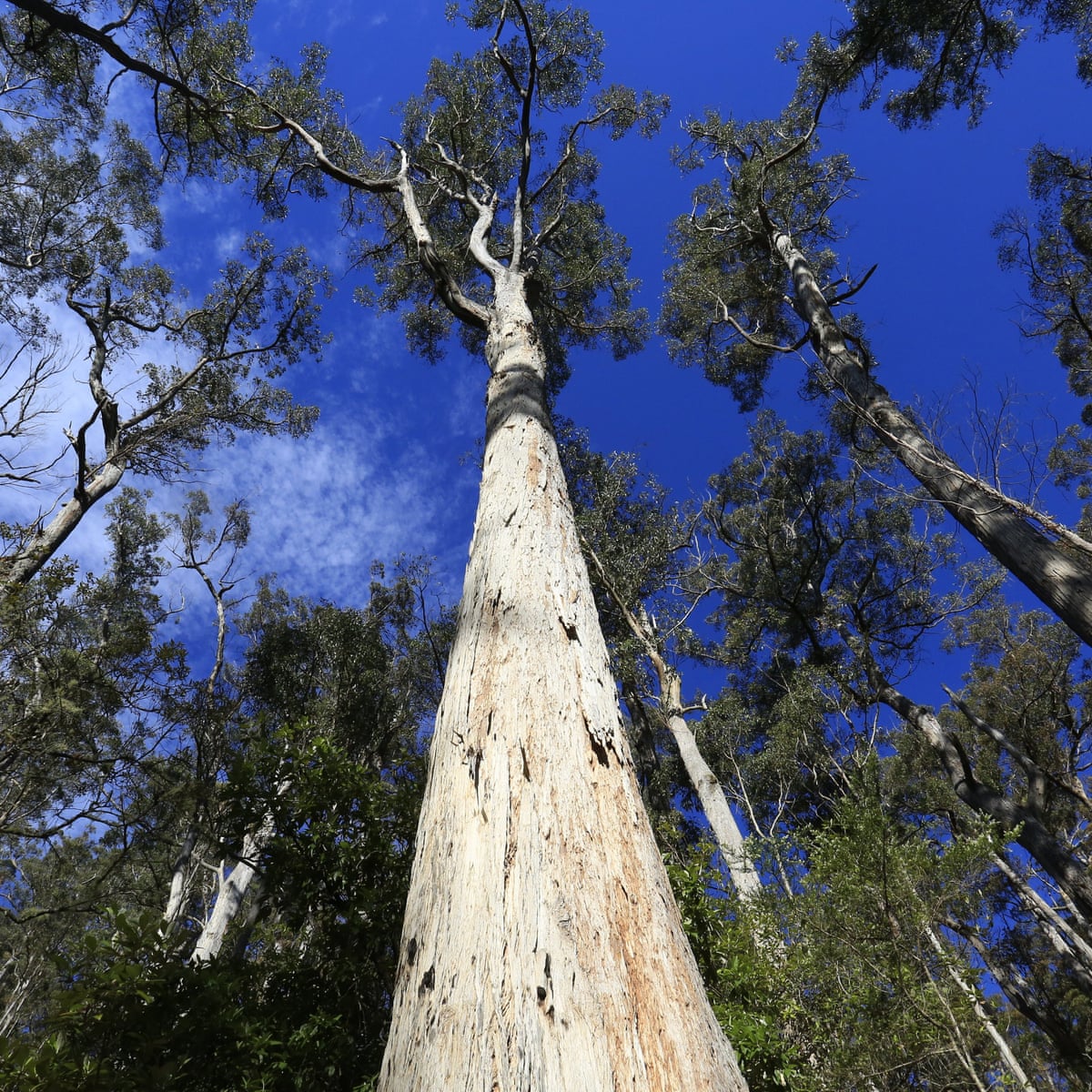 Indigenous Trees