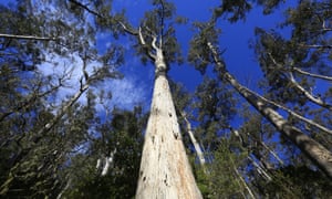 Towering white gums in Tasmania's Evercreech Forest