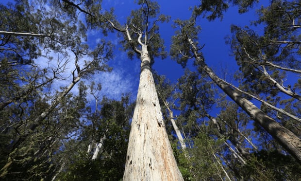 A towering white gum tree reaches into the sky, Australia, 28 December 2017