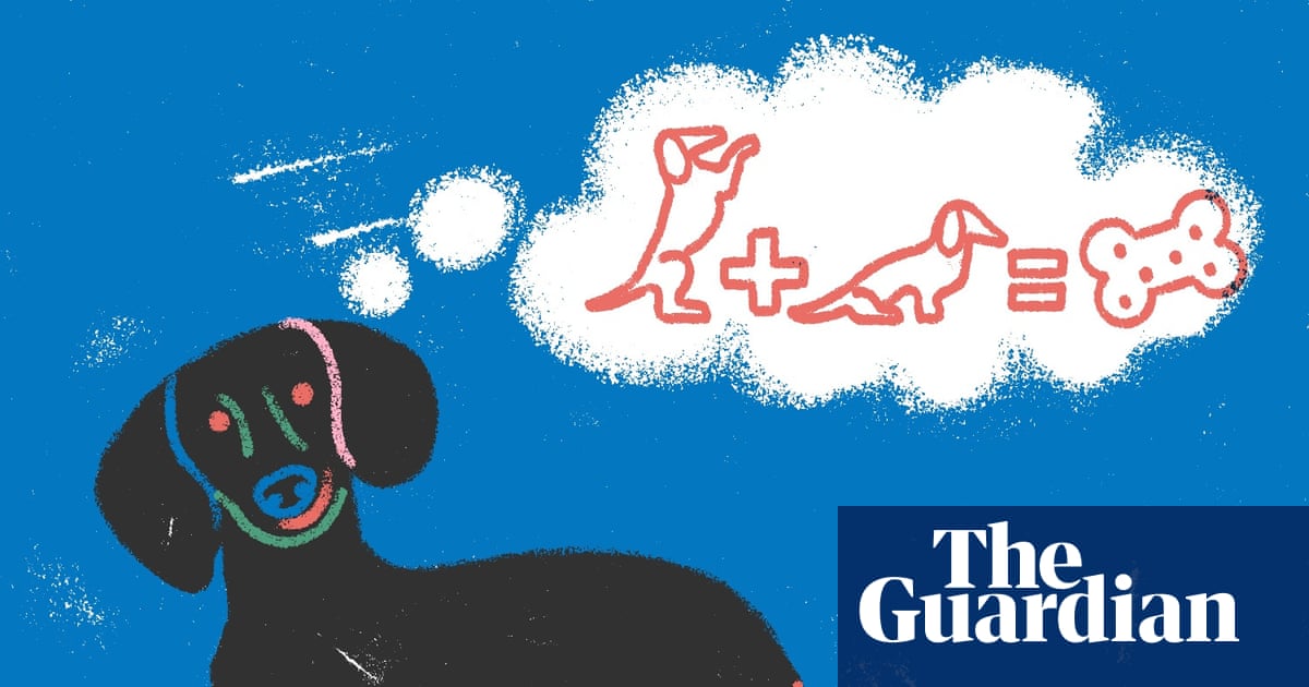 Sit, stay and manage expectations: how to start training your dog