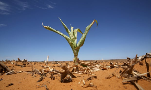 A maize plant among other dried maize in a field