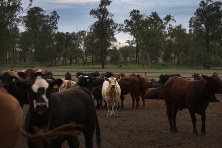 Mixed breed cattle are seen at ‘Mamaree’.