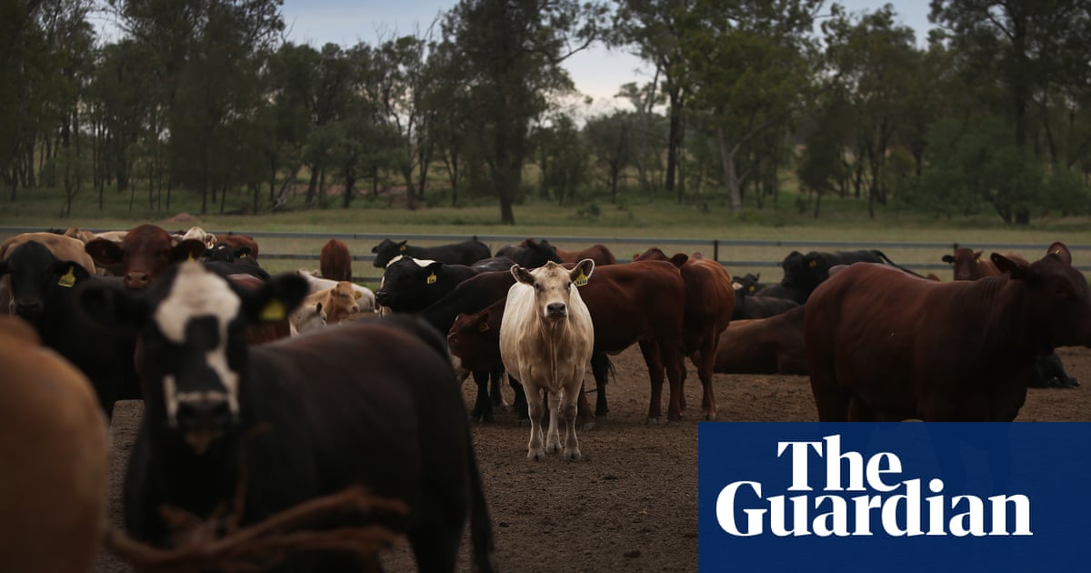 Australian beef linked to deforestation could end up part of post-Brexit trade deal