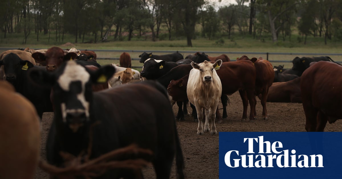 Foot-and-mouth disease: airports to step up precautions as FMD fragments found in meat products in Australia