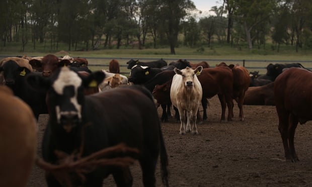 If an animal is found to be infected with foot-and-mouth disease in Australia, it could shut off the livestock industry from international markets and cost Australia’s economy billions of dollars.