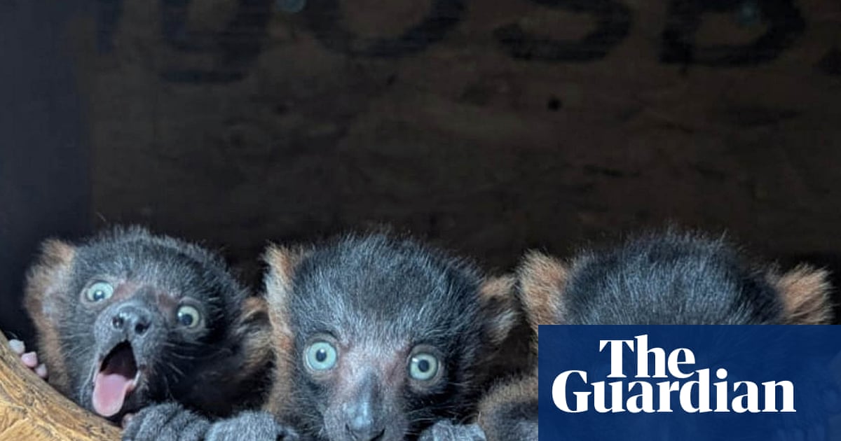 Week in wildlife: a lazy sea lion, baby ospreys and rare lemur quads