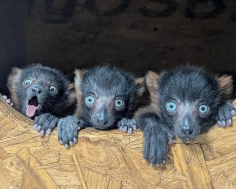 Week in wildlife: a lazy sea lion, baby ospreys and rare lemur quads