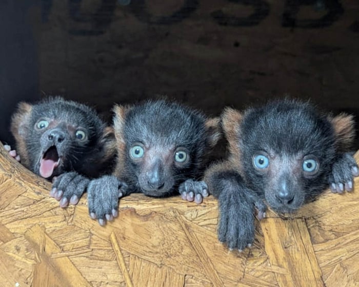 Week in wildlife: a lazy sea lion, baby ospreys and rare lemur quads