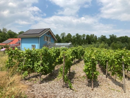 Rows of vines in ground with small buildings in background and a blue sky with white clouds