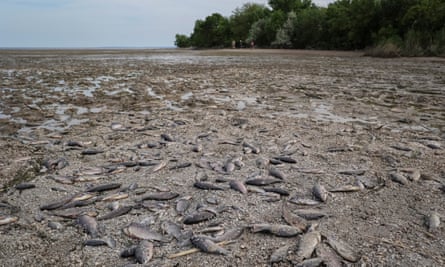 Dead fish seen on the drained bottom of the Nova Kakhovka reservoir on 7 June in the village of Marianske