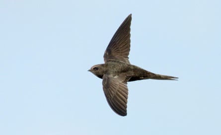 A swift in Oxfordshire.