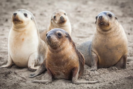 Four Australian sea lions