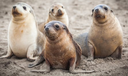 There was a 64% reduction of Australian sea lion pups between 1977 and 2019 due to hunting, entanglement in fishing gear or other marine debris and disease.