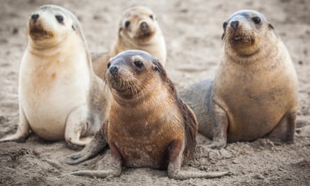 The endangered Australian sea lion.
