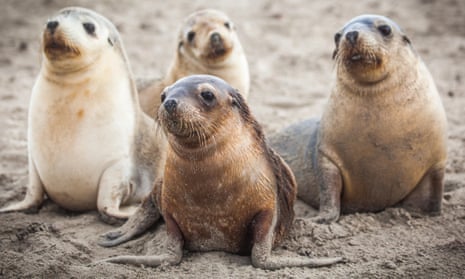 Australian sea lions