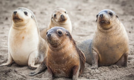 Four Australian sea lion pups on a beach