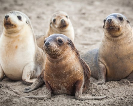 Group of four Australian sea lions