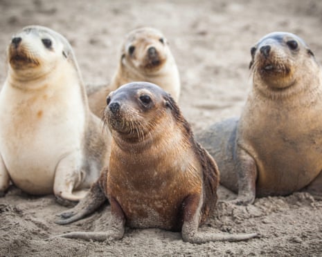 Australian sea lions