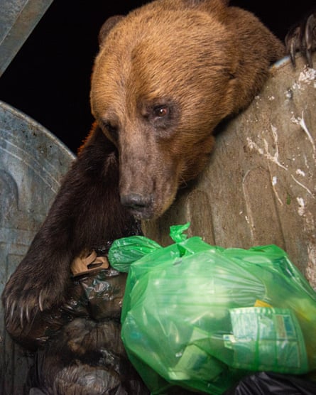 Bears scavenge in bins in a small town in the Carpathian mountains