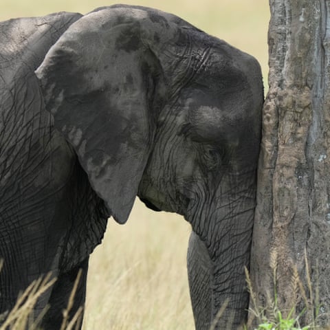 Um elefante repousa a cabeça em uma árvore.