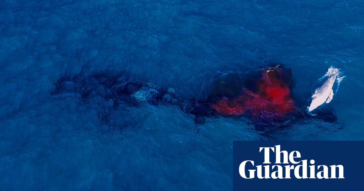 Rare moment humpback whale gives birth captured by drone off Australian coast – video