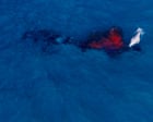 Miracle of life: Drone captures world-first humpback birth off NSW coast