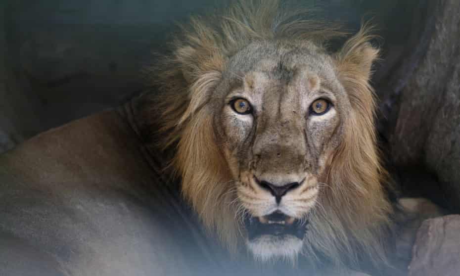 A man was left in a critical condition after jumping naked into a lion enclosure in Santiago, Chile.