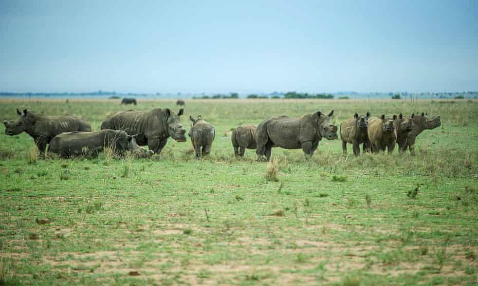  John Hume, the world’s biggest rhino rancher who owns around 1,300 of the animals, said he was hoping to sell some of his stock of five tonnes.