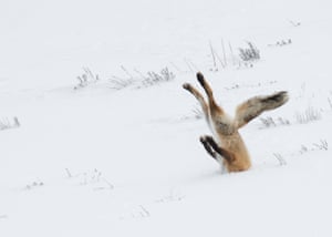 A fox face-plants in the snow in Yellowstone national park, US. Angela Bohlke’s image was the overall winner of the 2016 Comedy Wildlife Photography awards and the ‘On the land’ category winner