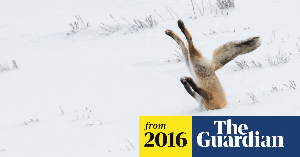 The funniest and most unusual animal photos of 2016