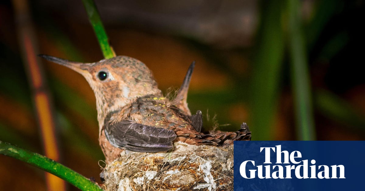 Short-term hibernation in animals is known as what? The Saturday quiz