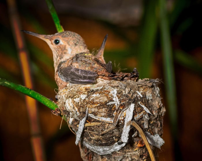 Short-term hibernation in animals is known as what? The Saturday quiz