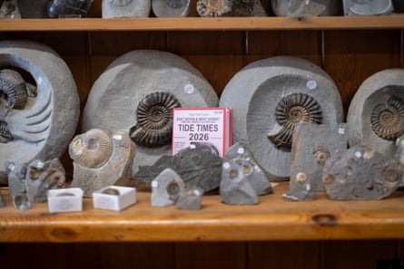 Display shelf with lots of ammonite fossils on it