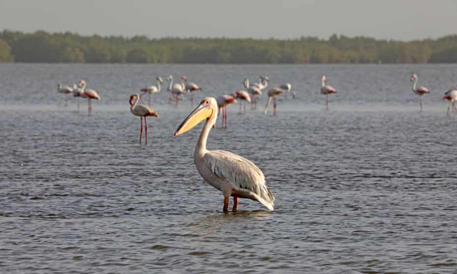 Pelican and flamingoes in the Casamance River near Ziguinchor, Senegal