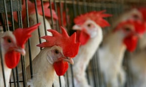 Caged chickens