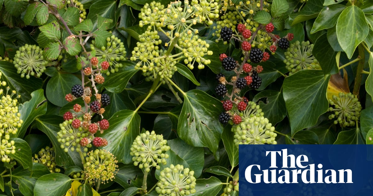 Council cuts that protect hedge dwellers | Biodiversity | The Guardian