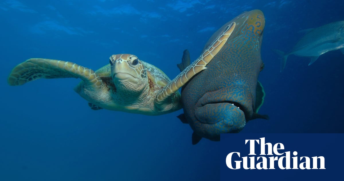The best of the wildlife photography awards 2017 – in pictures