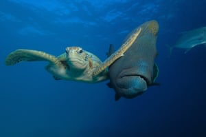 Slap in the face, by Troy Mayne, 2017 Comedy Wildlife Photography awards Under The Sea categoryA sea turtle bitch slapping a passing fish in Bacong, Philippines.