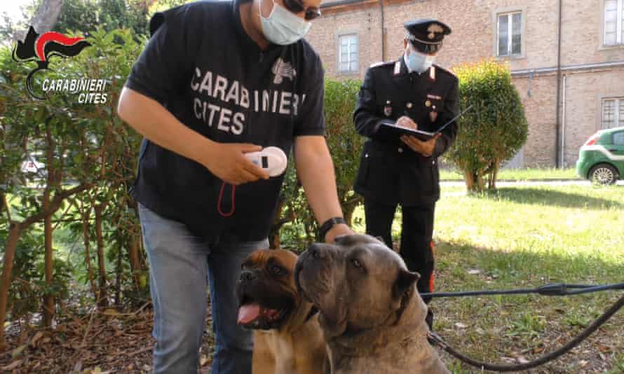 Italian wildlife officers with two Corsican dogs seized during their investigations