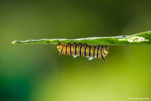 A monarch caterpillar larva, with its conspicuous yellow, black and white bands, on a leaf
