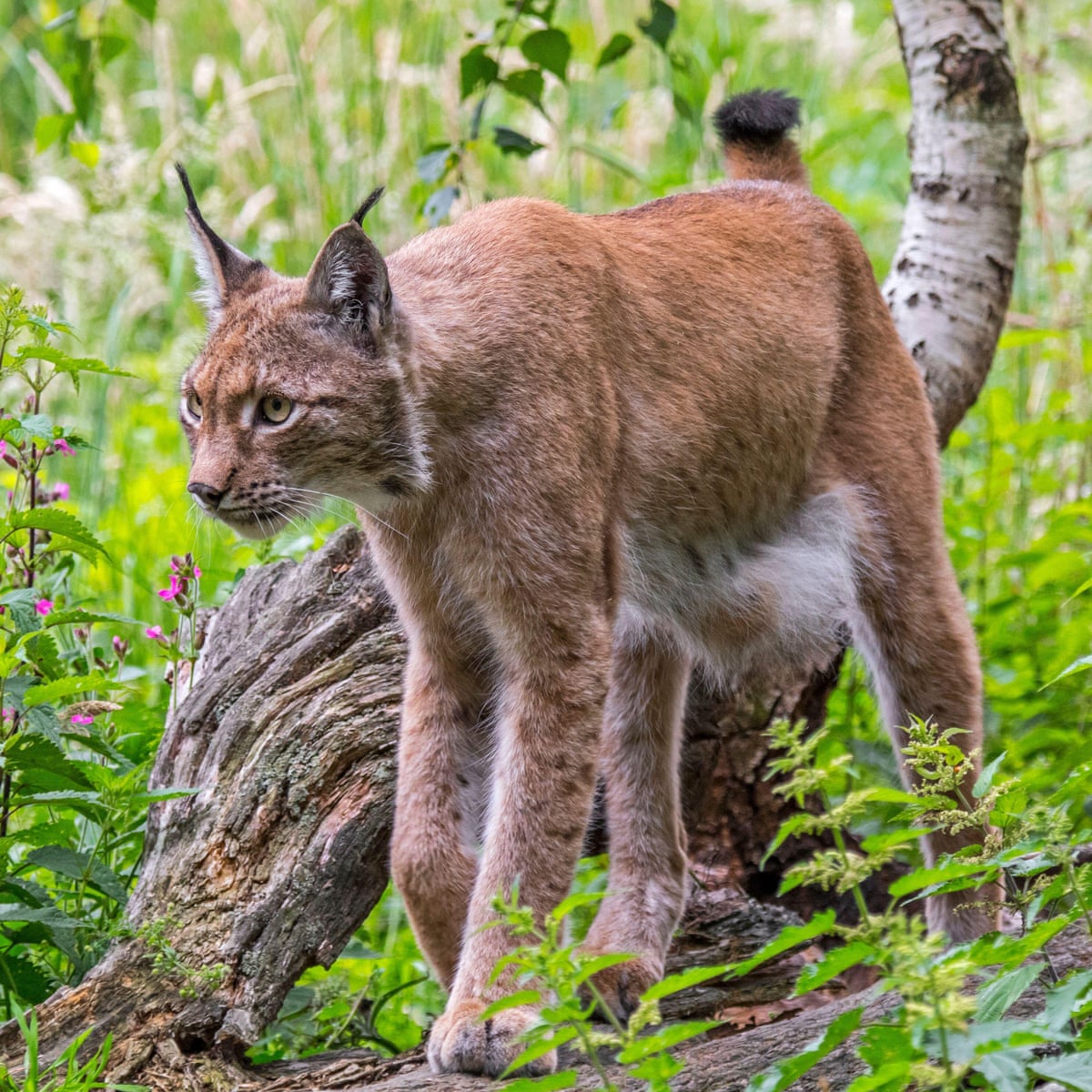 Lynx in France face extinction with population down to 150 adults at most |  Wildlife | The Guardian
