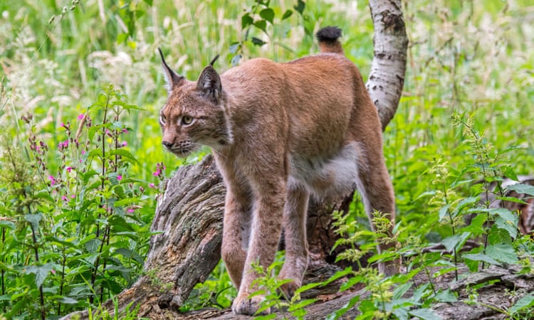 Lynx in France face extinction with population down to 150 adults at most