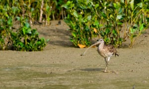 long billed bird on mud flats