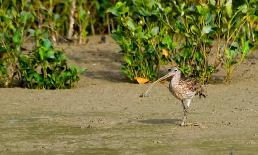 long billed bird on mud flats