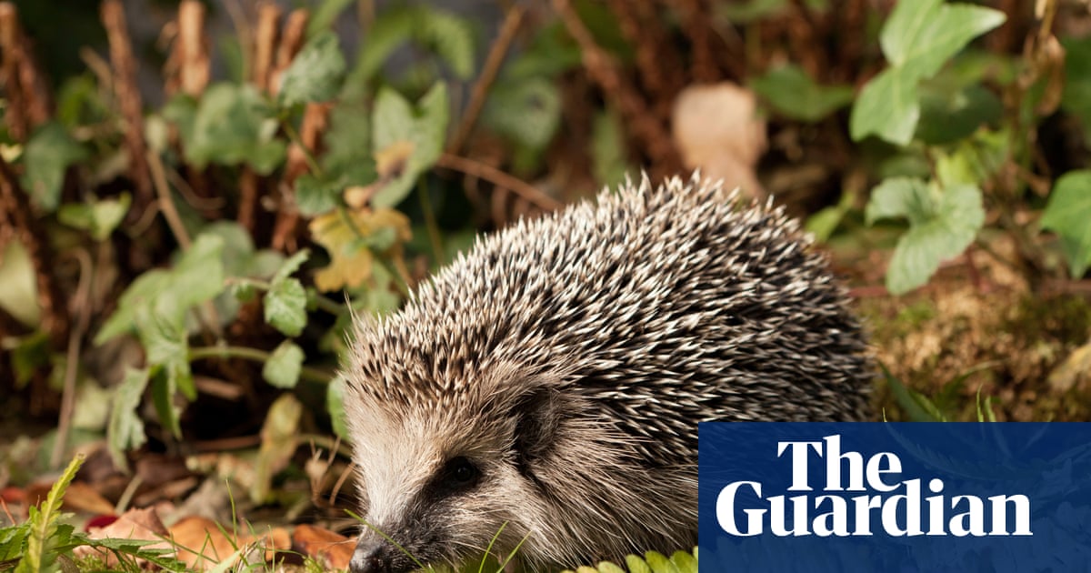 Healthy hedgehogs are best left in the wild | Letters