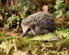 German mayors call for night-time ban on robot lawnmowers to protect hedgehogs